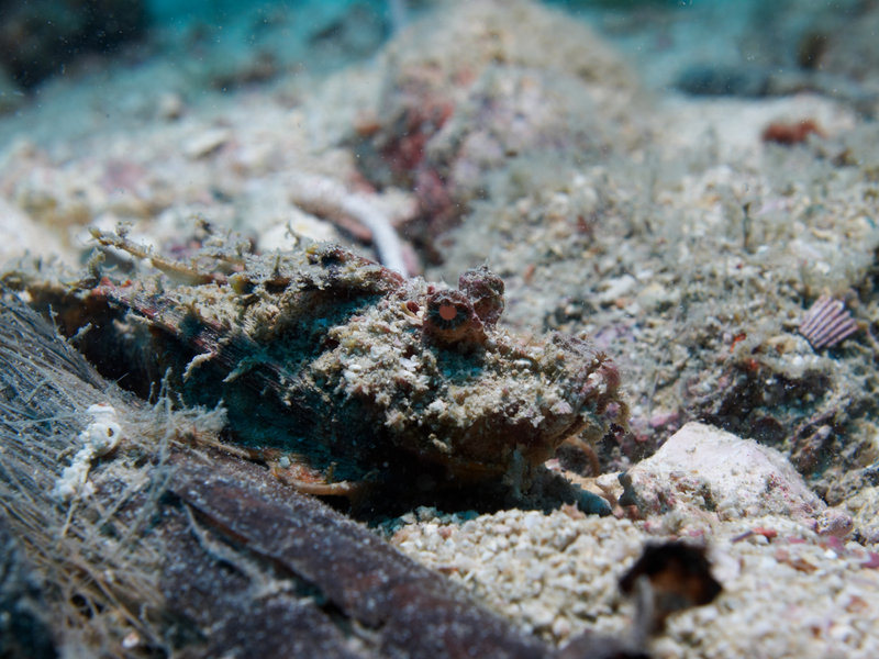Scorpion Fish